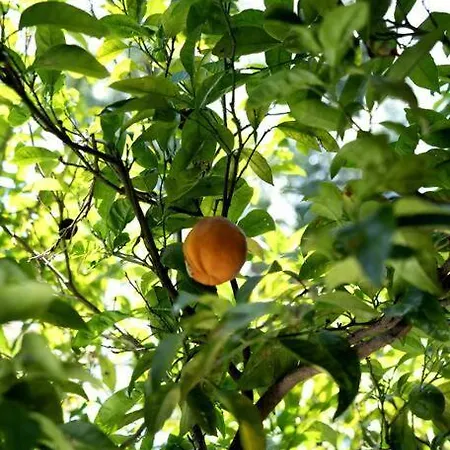 Διαμέρισμα Avec Jardin Proche Αντίμπ